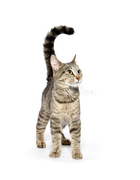 Adult Tabby Cat On White Stock Photo Image Of Fluffy 27199176