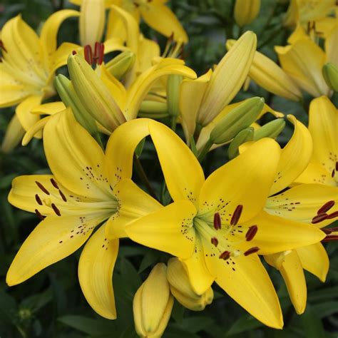 In other words, you will be helping lily solve all sorts of mysteries by playing the puzzle game. Lily (Lilium 'Yellow Diamond') in the Lilies Database ...