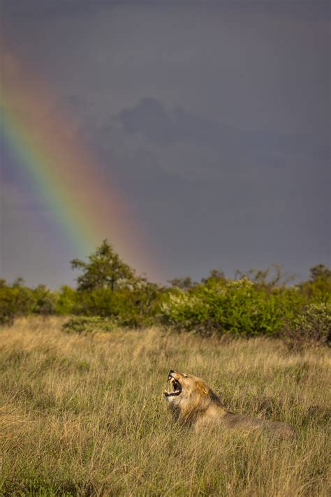 Photographer Captures ‘once In A Lifetime Shot Of A Lion Underneath A