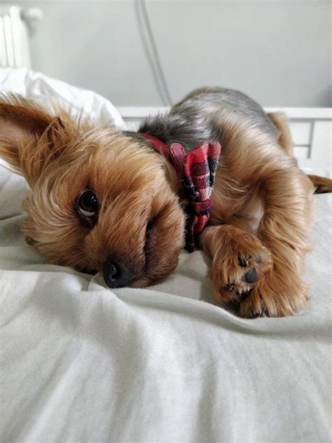 14 Things You Should Know Before Getting Your First Yorkie Page 2 Of