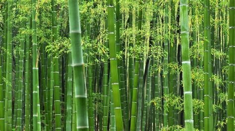 Bamboo Wallpapers Wallpaper Cave