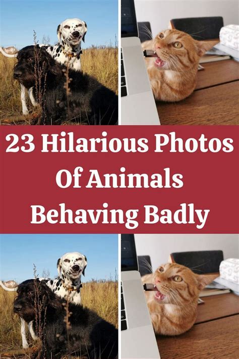 23 Hilarious Photos Of Animals Behaving Badly In 2022 Animal