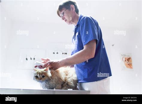 Vet Treating Cat Stock Photo Alamy