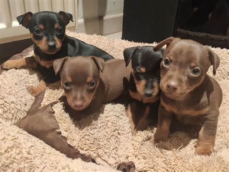 Adopt Miniature Pinscher In Usa Legit Puppy Breeders
