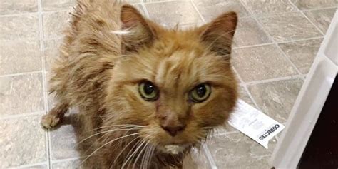 What these stages let us do is to appreciate how old the cat is inside, since, as has been pointed out, this. 20 Year Old Cat is So Happy to Be Given a Home, He Can't ...