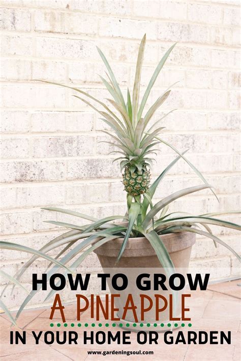 How To Grow A Pineapple In Your Home Or Garden Pineapple Planting