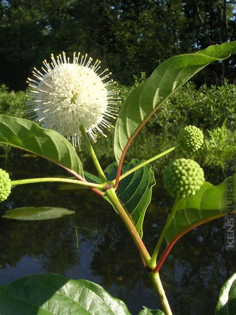 Profuse Blooming Buttonbush Cephalanthus Occidentalis Kens Nursery
