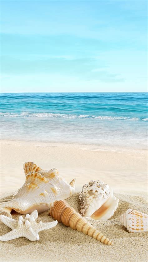 Sea Shells Wallpaper 53 Pictures