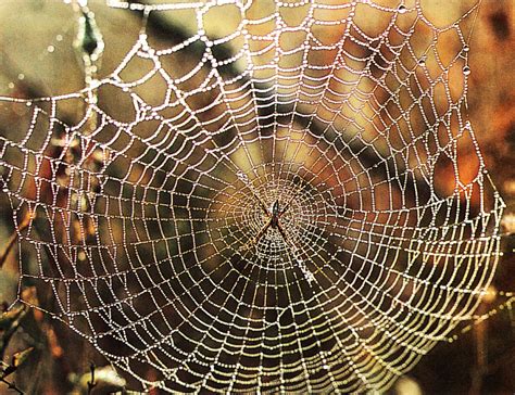 The Tensile Strength Of Spider Silk Is Greater Than The Same Weight Of