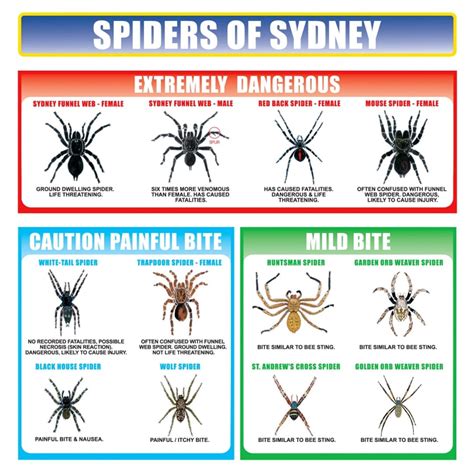 How To Identify Spiders In Your Home Kknockout Pest Control By Rentokil