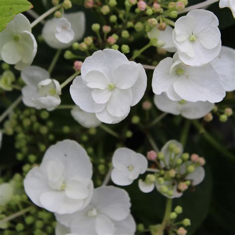 Hydrangea Macrophylla Libelle Teller White Hortensia à Fleurs Blanches