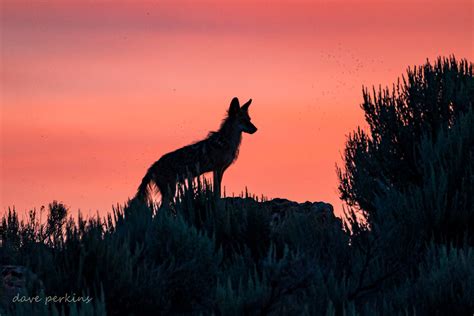 Coyote Watching The Sunset Dave Perkins Flickr