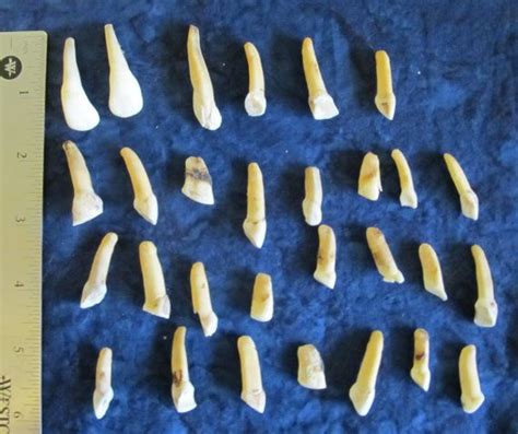 12 Assorted Natural Elkbison Teeth 2 Sets To Choose From Etsy