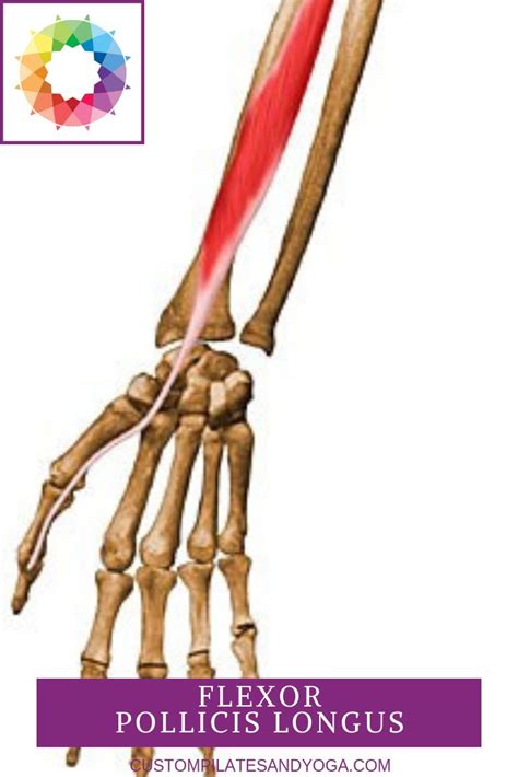 Flexor Pollicis Longus Muscle Muscles In Your Body Muscle Hand Therapy