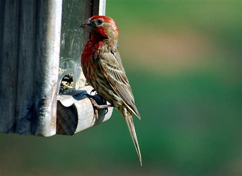 Red Headed House Finch Free Stock Photo Public Domain Pictures