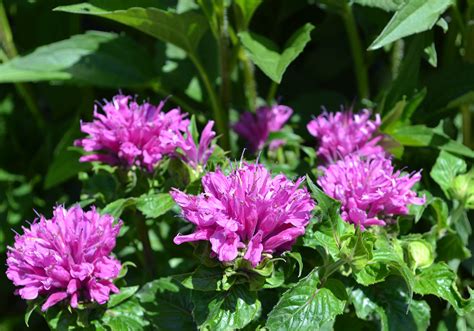 Blog Top 10 Summer Blooming Perennials