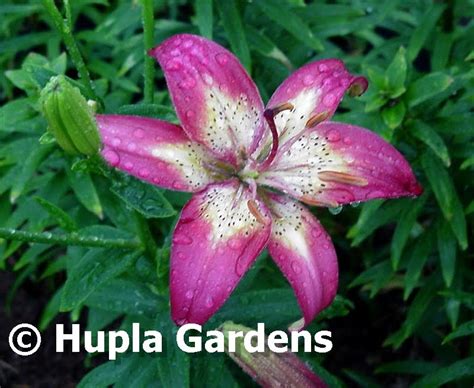 The Suburban Gardener Hupla Lilies