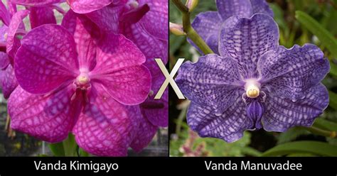 Marias Orchids Vanda Tristar Blue