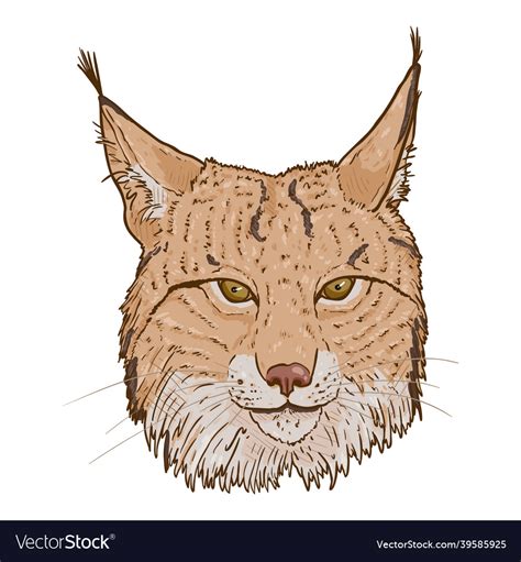 Cartoon Lynx Head Front View Royalty Free Vector Image
