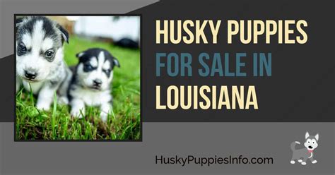 These fluffy, playful siberian husky puppies are a versatile working class spitz breed which makes a great family pet! Siberian Husky Puppies For Sale and Breeders In Louisiana (LA)