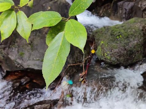 Green Leaves Of A Plant Waterfall With Rocks Background Closeup View
