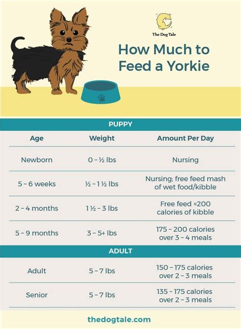 How Much To Feed A Yorkie Puppy Printable Feeding Schedule Yorkie