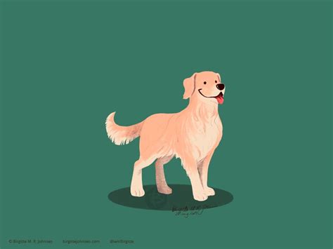 Golden Retriever By Birgitte Johnsen On Dribbble Golden Retriever