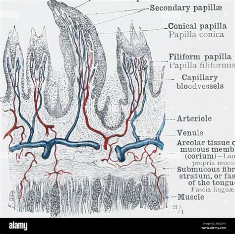 Anatomia Histologia Humana Tejido Epitelial Y Tejido Conectivo