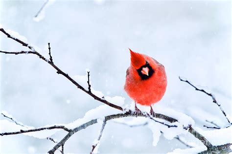 Northern Cardinal In Winter 1 Photograph By Rachel Morrison Fine Art