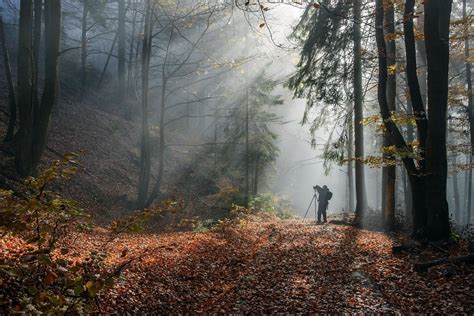 Wallpaper Sunlight Trees Forest Fall Leaves Nature Morning