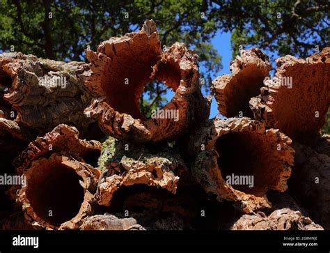 Cork Bark Pile Hi Res Stock Photography And Images Alamy