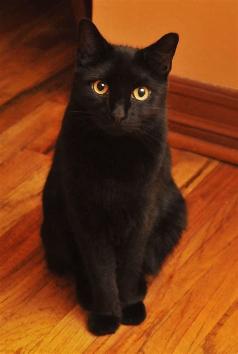 Black Cat Crafty Black Cats Pinterest