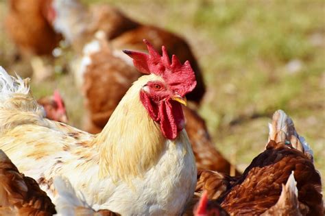 How Do Chickens Mate Tips For Breeding Hens And Roosters Know Your Chickens