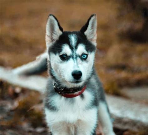 Great quality soil, good price, super quick delivery, thanks so much! German Shepherd Husky Mix: Internet's #1 Source Of Dog ...