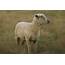 Winning Wool For Ohio Sheep Industry  Farm Flavor