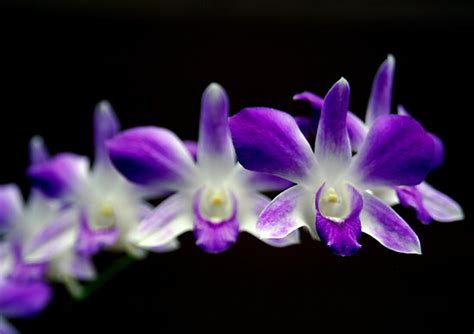 We did not find results for: flowers for flower lovers.: Purple orchid flowers pictures ...