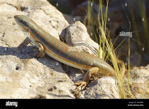 Algerian Skink Eumeces Algeriensis On Stone Turkey Stock Photo Alamy