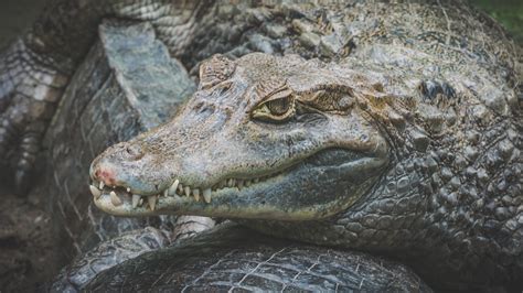 The American Alligator: How Do We Need It? | Where Y'at
