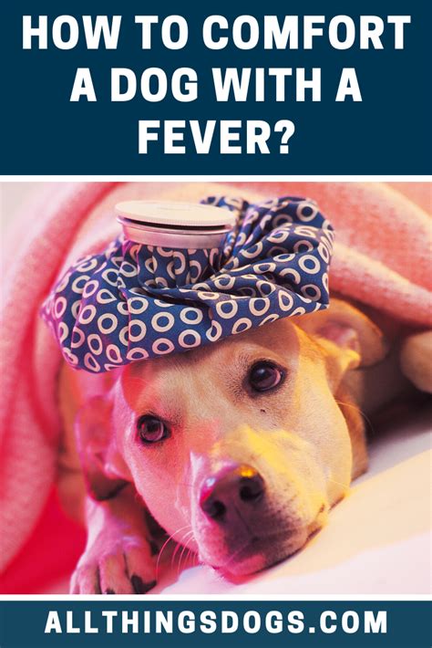How To Comfort A Dog With A Fever In 2021 Dog Fever Meds For Dogs Fever