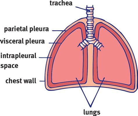 Anatomy Of Breathing