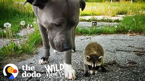 Wild Baby Raccoons Think A Pit Bull Is Their Mom The Dodo Wild Hearts
