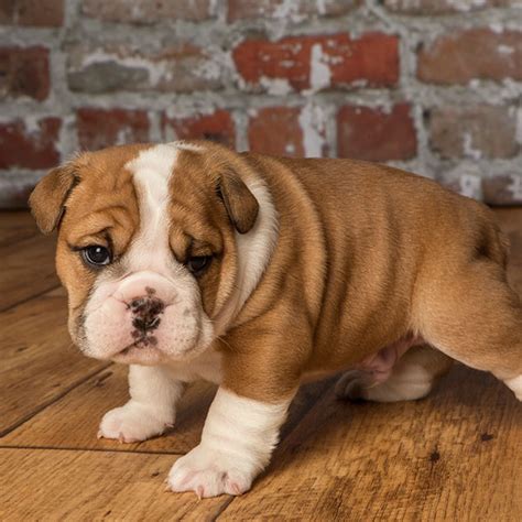 His attitude is so good. Florida English Bulldog Puppies For Sale From Top Breeders