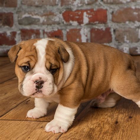 Browse lancaster puppies for english bulldog breeders. Florida English Bulldog Puppies For Sale From Top Breeders