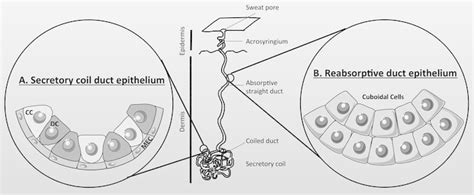 Schematic Representation Of An Eccrine Sweat Gland The Human Sweat