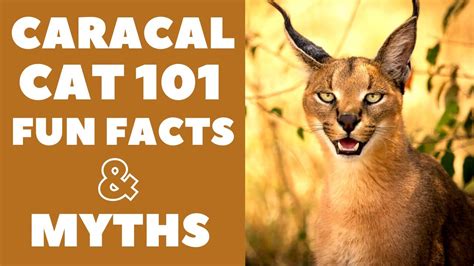 Caracal Cats 101 Fun Facts And Myths Youtube