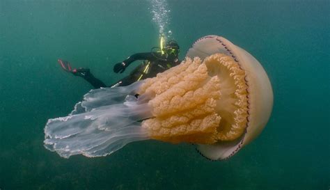 Behind The Photos Incredible Human Sized Jellyfish Caught On Camera PetaPixel