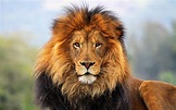 Um Leão por Dia - Associação Espírita Allan Kardec