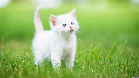 Fluffy Cute White Kitten Vlrengbr