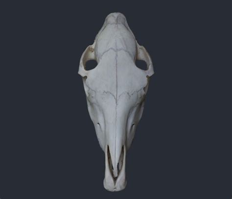 56 Ideas For Horse Skull 3d Model Free Mockup