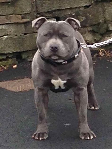 Blue Staffordshire Bull Terrier For Sale Petsidi